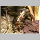 Cetonia sp - Kaefer 01a 18mm.jpg